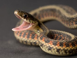 Snake Sex Porn - Car dealer who downloaded snake-sex porn is s-s-s-sentenced â€“ Car Dealer  Magazine