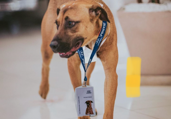 Tucson Prime lands the paw-fect job after being adopted by Hyundai dealership staff – Car Dealer Magazine