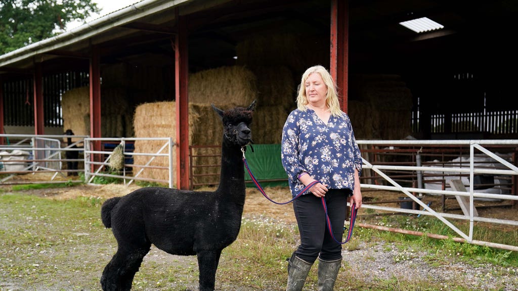 Geronimo the Alpaca