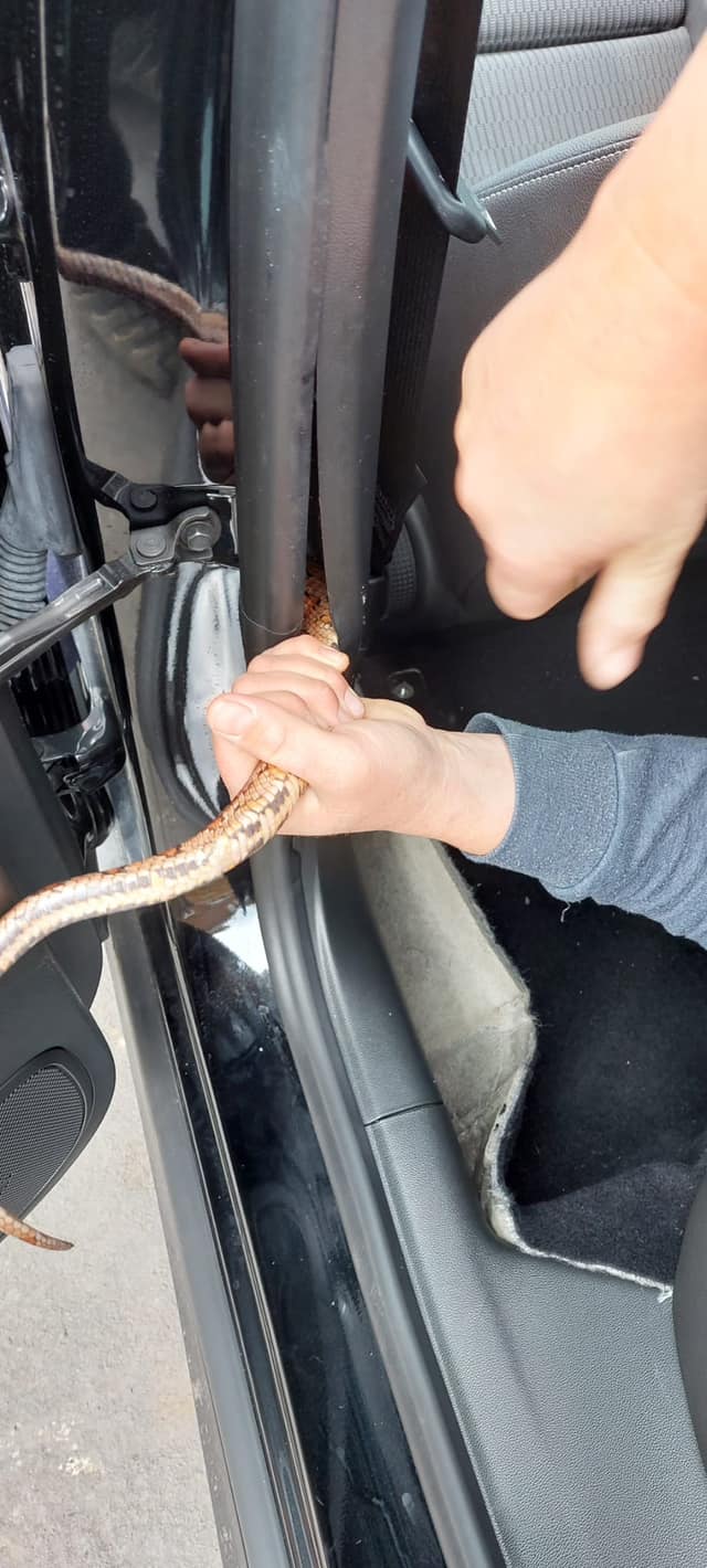 Corn snake rescued from car being delivered from Tipton dealership. Pic credit Linjoy Wildlife Sanctuary and Rescue c