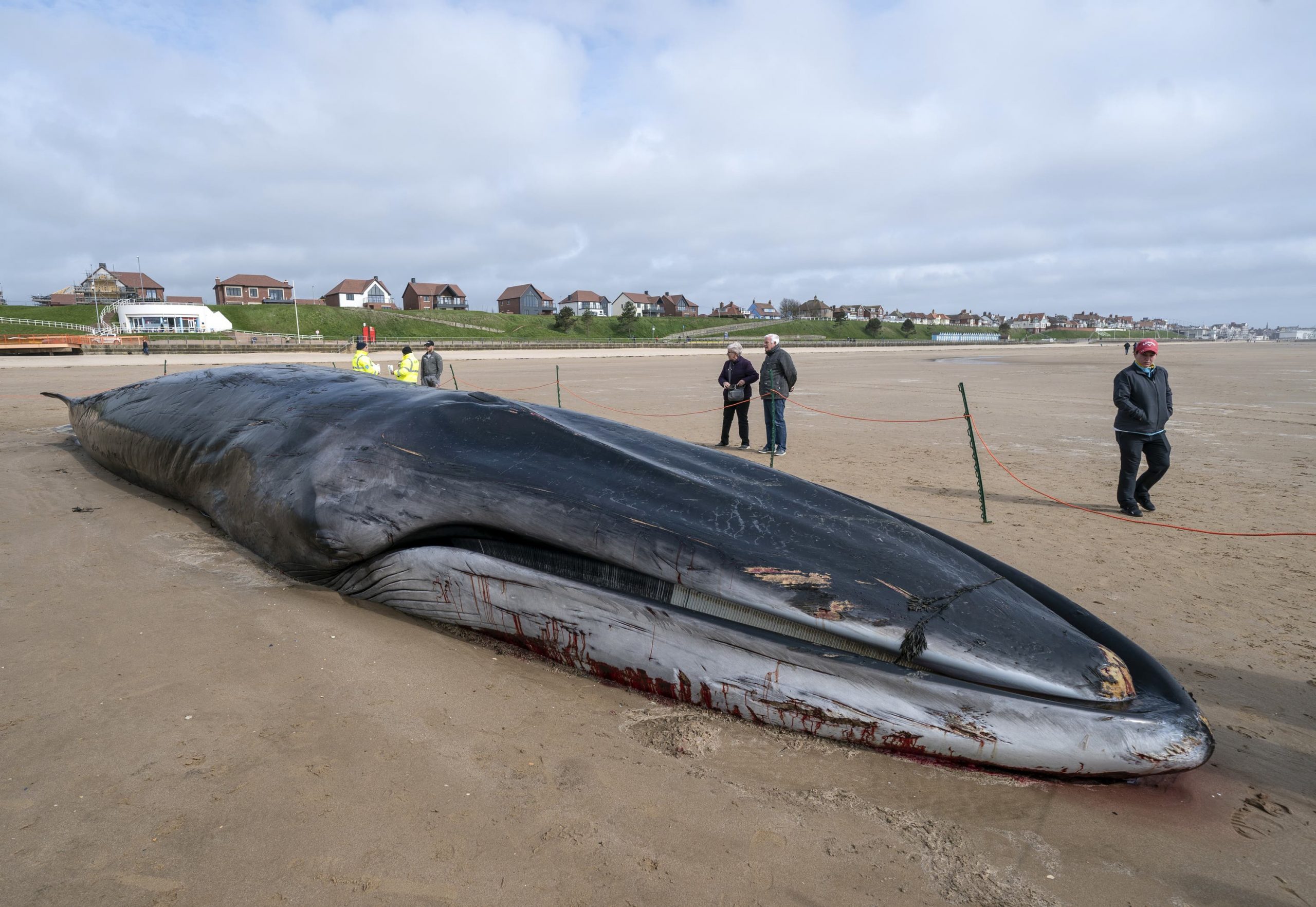 Whale on Yorkshire beach
